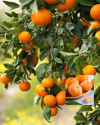 Orange Tangerine Tree Seeds for Planting | Grow Your Own Citrus Delight