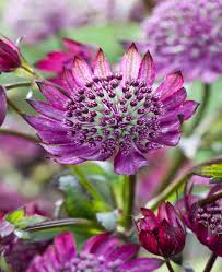 Astrantia Masterwort Purple Planting Seeds