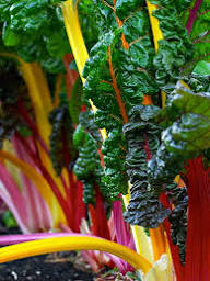 Swiss Chard Vegetable Seeds - Easy Planting
