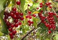 Chokecherry Seeds for Planting