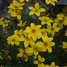 Yellow Bidens Flower Garden Planting - Seeds for Colorful Floral Arrangements