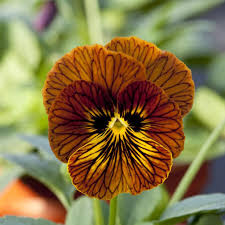 Planting Guide for Mixed Viola Tiger Flower Seeds