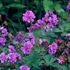 Purple Pink Geranium Flower Seeds for Planting  Vibrant Annuals for Colorful Gardens