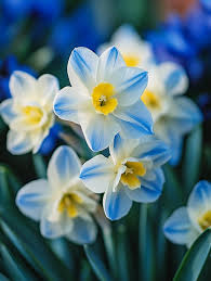 Sky Blue Yellow Daffodil Flower Seeds for Planting Garden Favorite Heirloom & GMO Free Seeds for Home Garden
 
 Sale