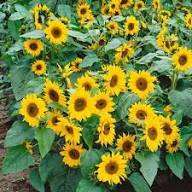 Yellow Mini Sunflower Seeds for Planting  Perfect for Garden Growth