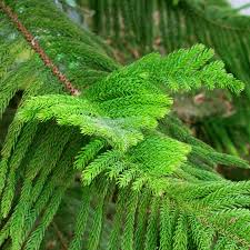 Planting Pale Green Araucaria Foliage Seeds Plant Seeds