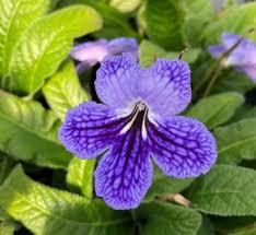 Streptocarpus Flower Seeds for Vibrant Blooms  Perfect for Gardening & Planting