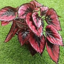 Fresh Coleus Flower seeds for Planting - Perfect for Borders, Heirloom & GMO Free Seeds for Home Garden