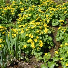 Bright Yellow Caltha Palustris Seeds for Planting  Vibrant Perennial Flowers for Garden Wetlands - Evergrowseeds