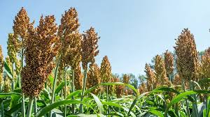 Planting White Sorghum  Seed for Thriving Growth in Your Garden