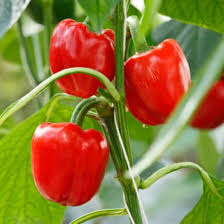 Aka Chapeau Pepper Vegetable Seeds  Planting Essentials