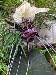 White Tacca Nivea Plant Seeds for Planting  Seed for Unique and Exotic Blooms, Ideal for Adding Elegance to Your Garden