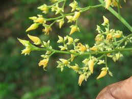 Yellow Hevea Brasiliensis Flower Seeds for Planting