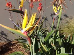 Violet & Yellow Strelitzia Seeds For Planting - Exotic Flower