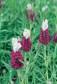 Red Lavender Flower seeds for Planting - Bright Blooms, Heirloom & GMO Free Seeds for Home Garden