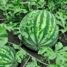 Watermelon Seeds for Planting Citrullus lanatus for vegetable patch and summer garden