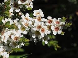 White Leptospermum Citratum Tree Planting  Seed for Beautiful Growth and Fragrant Blooms in Your Garden