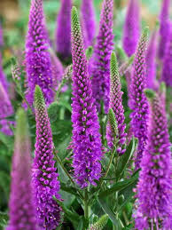 Veronica Flower seeds for Planting Sun Loving Heirloom & GMO Free Seeds for Home Garden