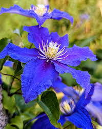 Blue Clematis Flower Seed for Plantings for Planting Seasonal Bloomer Heirloom & GMO Free Seed for Plantings for Plantin