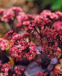 Pink Telephium Flower seeds for Planting - Garden Favorite, Heirloom & GMO Free Seeds for Home Garden