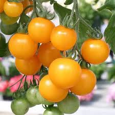 Yellow Tomato Seeds for Planting