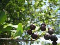 Black Hawthorn Seeds for Planting: Premium Quality Fruit Planting Seeds