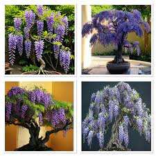Purple Wisteria Bonsai Seeds for Planting  Elegant Perennial Blooms