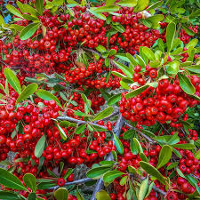 Red Firethorn Fruit Planting Seeds for Vibrant Garden Growth - Seed Ideal for Ornamental
