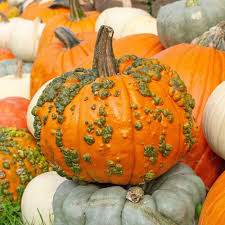 Orange Knucklehead Pumpkin Seeds for Planting for Planting, Premium Seeds | Heirloom Non-GMO