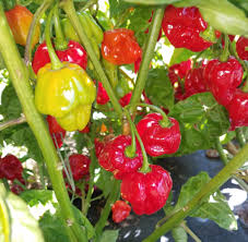 Red Trinidad Scorpion Seeds for Planting  Hot Pepper Variety