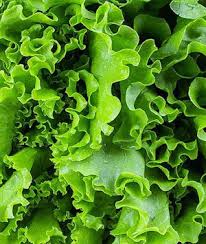 Lettuce Vegetable Seeds for Planting