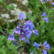 Blue Penstemon Flower Seeds for Planting