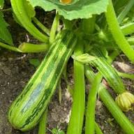 Squash Vegetable Seeds for Planting