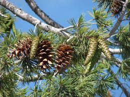 Sugar Pine Tree Seeds for planting