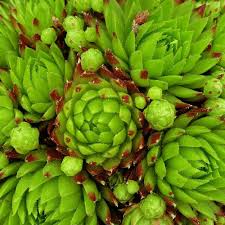 Sempervivum Flower Seeds for Planting  Seed for Hardy Succulent Growth