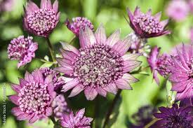 Purple Astrantia Flower Seeds for Planting