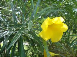 Thevetia Peruviana Flower Seeds for Planting  Vibrant Tropical Blooms