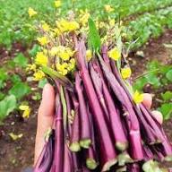 Purple Kosaitai Vegetable Seeds for Planting