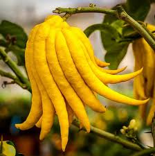 Sarcodactylis Seeds for Easy Planting, Quality Seeds for Your Garden