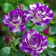 White Purple Away Rose Flower Seeds for Planting Compact Growth Heirloom & GMO Free Seeds for Home Garden
 
 Sale