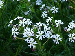 White Zaluzianskya Flower Planting - Seed for Beautiful Blossoms in Your Garden