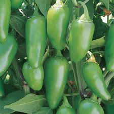 Jalapeno Pepper Seeds for Vegetable Planting