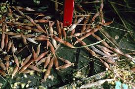 Parkinsonia Aculeata Seeds For Planting Plant Seed