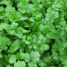 Green Santo Cilantro Vegetable Planting Seeds