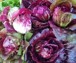 Burgundy Radicchio Planting Seeds - Grow Your Own