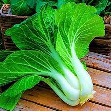 Bok Choy Seeds for Planting | Easy Growing Guide for Healthy Harvests