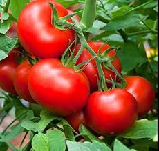 Zac Tomato Vegetable Seeds Planting