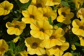 Yellow Petunia Seeds for Planting - Brighten Your Garden with Cheerful Blooms!