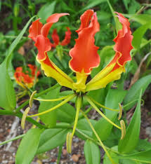 Red Yellow Gloriosa Rothschildiana Flower Seeds