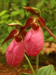 Pink Cypripedium Acaule Flower seeds for Planting - Shade Tolerant, Heirloom & GMO Free Seeds for Home Garden